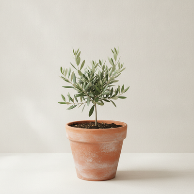 Small potted olive tree